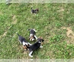 Small #10 Beagle