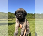 Puppy Truck Mastiff