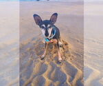 Small #3 Miniature Pinscher