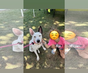 Bull Terrier-Unknown Mix Dogs for adoption in Germantown, OH, USA