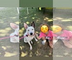 Small Bull Terrier Mix
