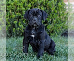 Cane Corso Puppy for sale in EAST EARL, PA, USA