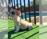 Small #6 French Bulldog
