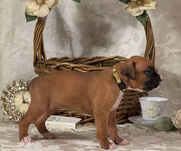 Medium Photo #6 Boxer Puppy For Sale in FONTANA, CA, USA