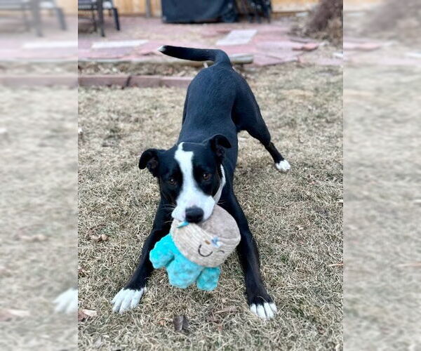 Medium Photo #5 Border Collie-Unknown Mix Puppy For Sale in Winter Park, CO, USA