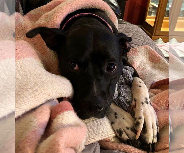 Medium Photo #10 American Pit Bull Terrier-Unknown Mix Puppy For Sale in Fargo, ND, USA