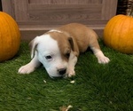 Puppy Easton Aussiedoodle Miniature -French Bulldog Mix