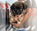 Small #2 Labrador Retriever-Pembroke Welsh Corgi Mix