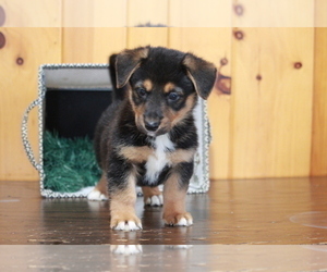 German Shepherd Dog-Welsh Cardigan Corgi Mix Puppy for sale in APPLE CREEK, OH, USA