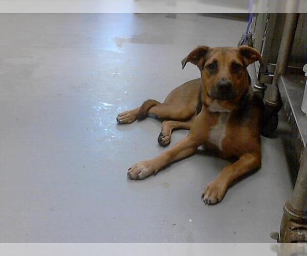 Medium Photo #1 German Shepherd Dog-Mastiff Mix Puppy For Sale in Fayetteville, NC, USA