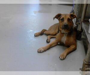 German Shepherd Dog-Mastiff Mix Dogs for adoption in Fayetteville, NC, USA
