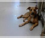 Small German Shepherd Dog-Mastiff Mix