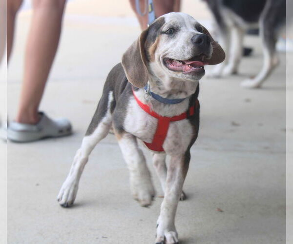 Medium Photo #2 Mutt Puppy For Sale in Holly Springs, NC, USA