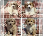 Small Photo #1 Golden Labrador Puppy For Sale in EAU CLAIRE, MI, USA