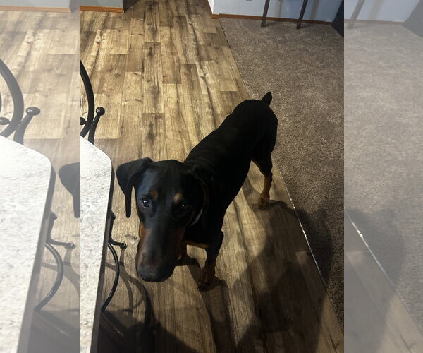 Medium Photo #7 Doberman Pinscher Puppy For Sale in Minneaoplis, MN, USA
