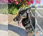 Small #6 German Shepherd Dog