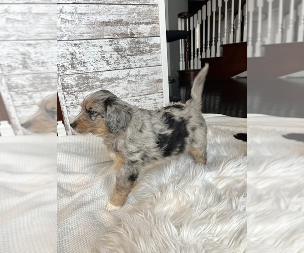 Medium Photo #3 Aussiedoodle Puppy For Sale in FREMONT, MI, USA