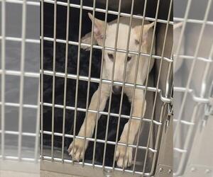 German Shepherd Dog Dogs for adoption in Decatur, IL, USA