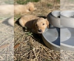 Small Photo #5 Golden Retriever Puppy For Sale in SUMMERVILLE, SC, USA