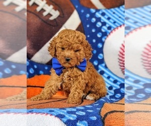 Cavapoo-Poodle (Miniature) Mix Puppy for sale in BIRD IN HAND, PA, USA