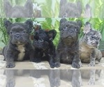 Small Photo #8 French Bulldog Puppy For Sale in FISHER ISLAND, FL, USA
