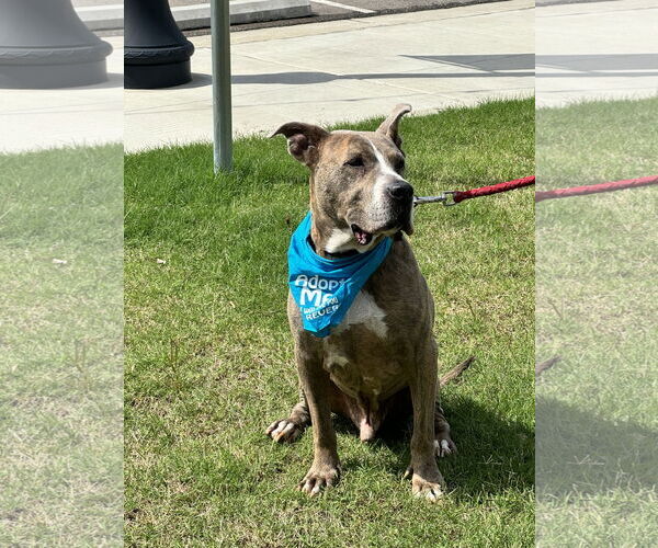 Medium Photo #5 American Pit Bull Terrier-Great Dane Mix Puppy For Sale in Munford, TN, USA