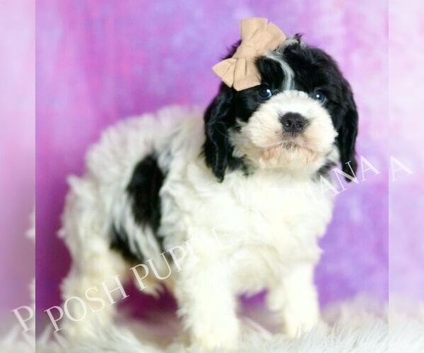 Medium Photo #5 Cavapoo (Miniature) Puppy For Sale in WARSAW, IN, USA