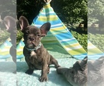 Small Photo #9 French Bulldog Puppy For Sale in CRANSTON, RI, USA