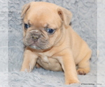 Small Photo #10 French Bulldog Puppy For Sale in WINNSBORO, TX, USA