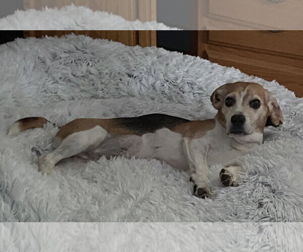 Medium Photo #3 Beagle Puppy For Sale in Rootstown, OH, USA