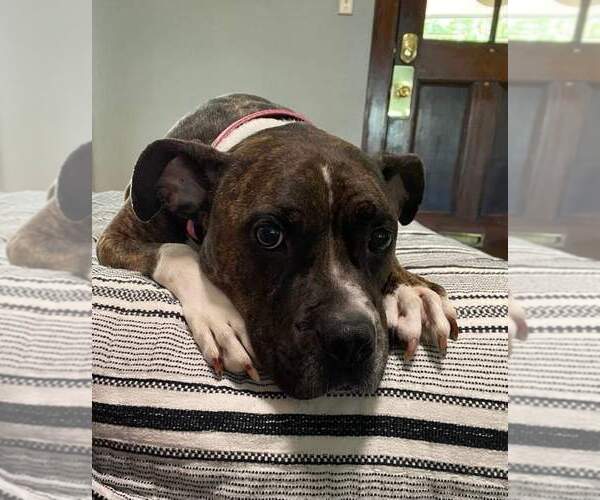 Medium Photo #3 Boxer-Unknown Mix Puppy For Sale in Fenton, MO, USA