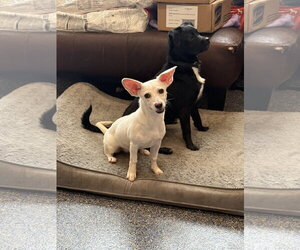 Chihuahua-Unknown Mix Dogs for adoption in Phoenix, AZ, USA