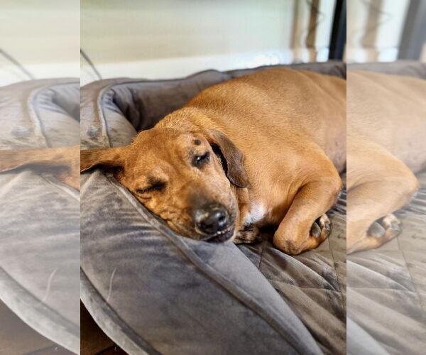 Medium Photo #7 Beagle-Unknown Mix Puppy For Sale in Houston, TX, USA