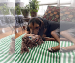 Small #8 Black and Tan Coonhound