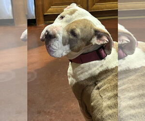 Princess - Female Mastiff Dog for Adoption - Photo #2