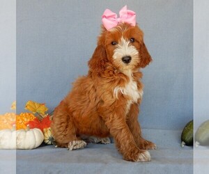 Goldendoodle Puppy for sale in MILLERSBURG, OH, USA