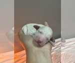 Small #1 Poodle (Standard)