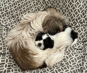 Shih Tzu Puppy for sale in CORVALLIS, OR, USA
