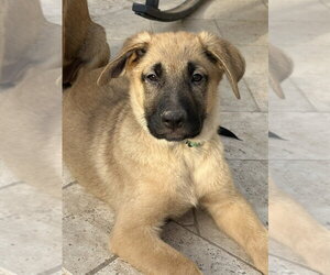 Mutt Dogs for adoption in Dana Point, CA, USA