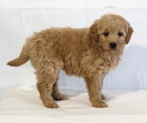 Goldendoodle (Miniature) Puppy for sale in FREDERICKSBURG, OH, USA