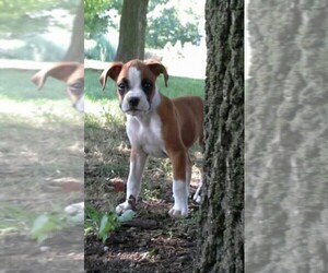 Boxer Puppy for sale in TOPEKA, IN, USA