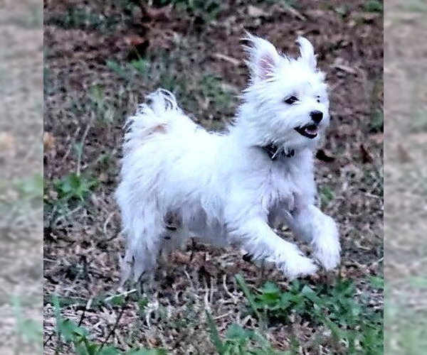 Medium Photo #1 Mutt Puppy For Sale in Boonton, NJ, USA