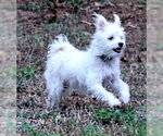 Mini Hufflepuff TX - Female Mutt Dog for Adoption - Small photo