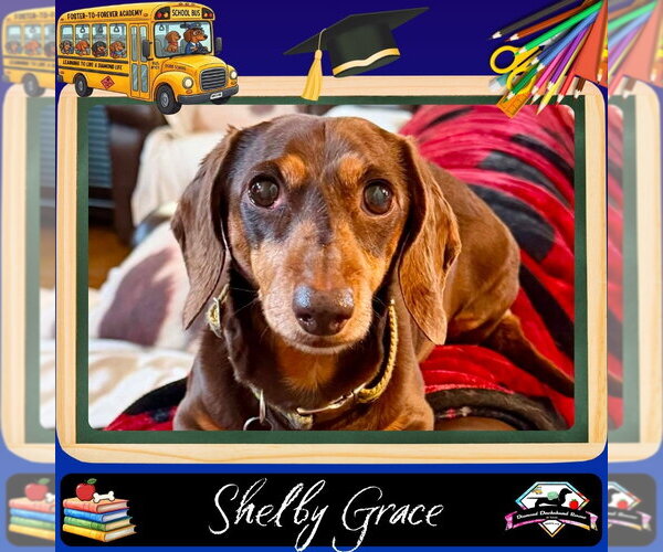 Medium Photo #1 Dachshund Puppy For Sale in San Antonio, TX, USA