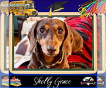 Small Dachshund