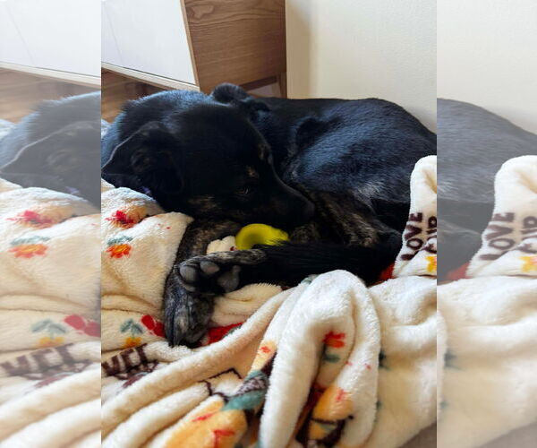 Medium Photo #6 German Shepherd Dog-Unknown Mix Puppy For Sale in Germantown, OH, USA