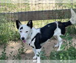 Small #2 Border Collie-Pembroke Welsh Corgi Mix
