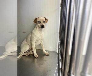 Australian Cattle Dog Dogs for adoption in Bakersfield, CA, USA