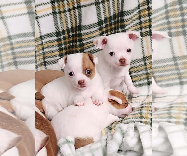 Medium Photo #6 Chihuahua Puppy For Sale in MOUNT AIRY, NC, USA