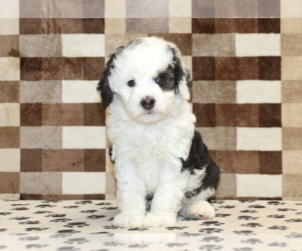 Medium Photo #3 Bernedoodle (Miniature) Puppy For Sale in DENVER, PA, USA